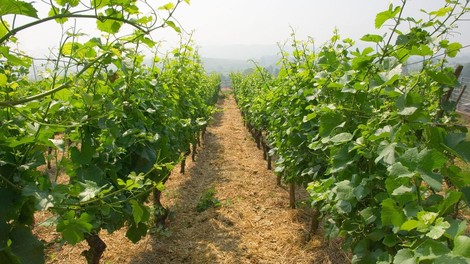 Po štirih količinsko skromnejših letih primorske vinogradnike letos navdušila kakovost