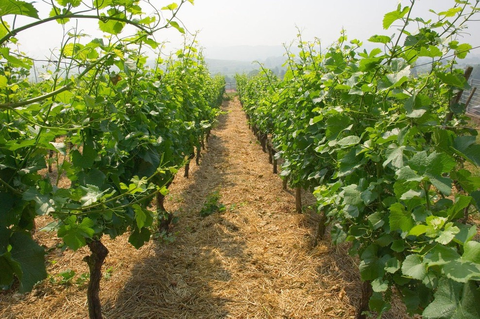 Po štirih količinsko skromnejših letih primorske vinogradnike letos navdušila kakovost (foto: profimedia)