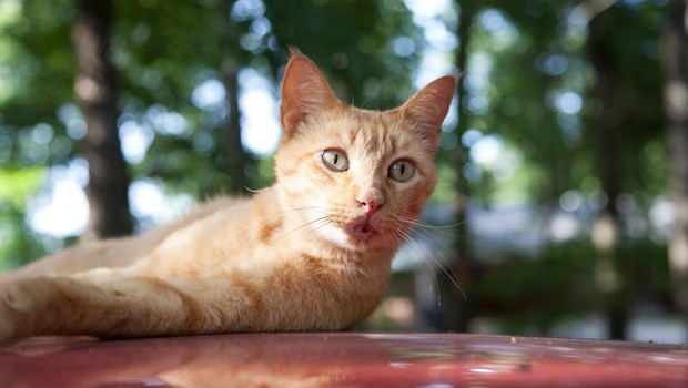 Simbolni pomen zlate progaste mačke: Znak drznosti in pustolovstva! (foto: profimedia)