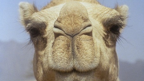 Nemčija: Čreda kamel čakala pred trgovino!