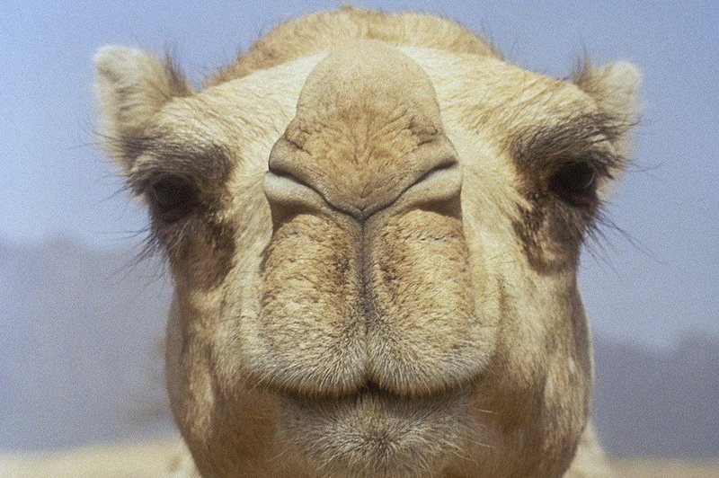 Nemčija: Čreda kamel čakala pred trgovino! (foto: profimedia)