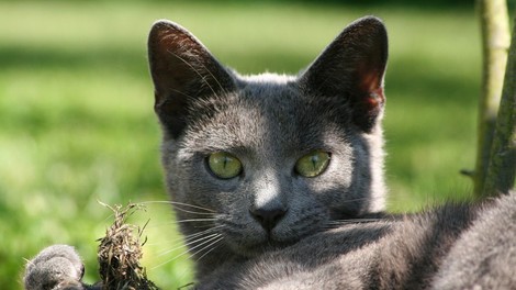 Simbolni pomen svetlo sive mačke: Znak nedolžnosti in otroštva!