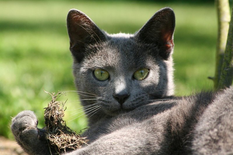 Simbolni pomen svetlo sive mačke: Znak nedolžnosti in otroštva! (foto: profimedia)