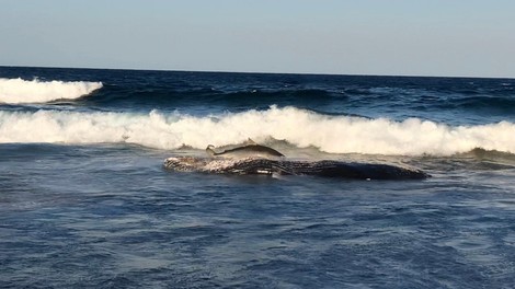 V Indoneziji naplavilo mrtvega kita, ki je imel v želodcu kar šest kilogramov plastike!