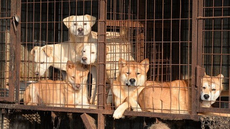 Južna Koreja: Zaprli so največjo klavnico psov