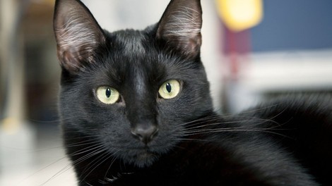 Simbolni pomen črne mačke: So znak zaščite in ustvarjalnosti