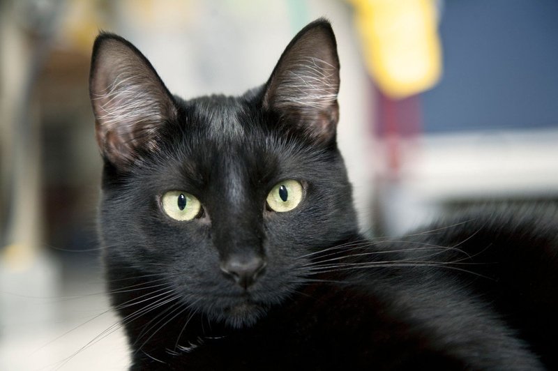Simbolni pomen črne mačke: So znak zaščite in ustvarjalnosti (foto: profimedia)