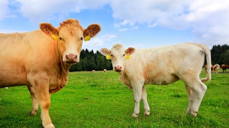 Na referendumu so Švicarji med drugim odločali tudi o kravjih rogovih