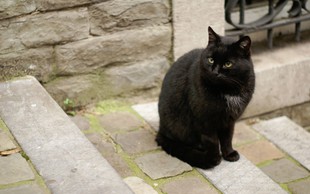 Simbolni pomen črne mačke, ki se pojavi pred vašimi vhodnimi vrati