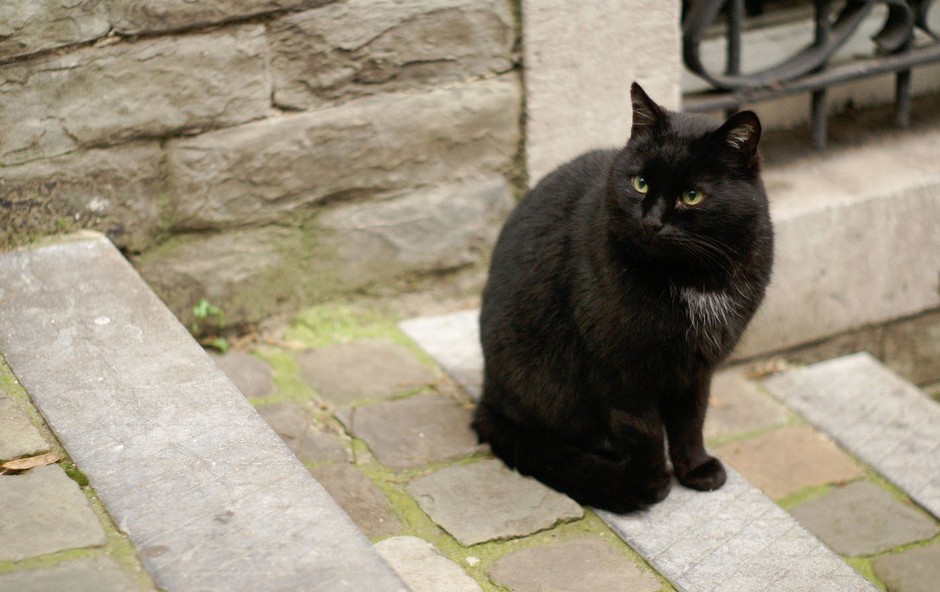 Simbolni pomen črne mačke, ki se pojavi pred vašimi vhodnimi vrati (foto: profimedia)