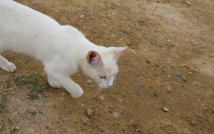 Simbolni pomen bele mačke, ki vam prekriža pot