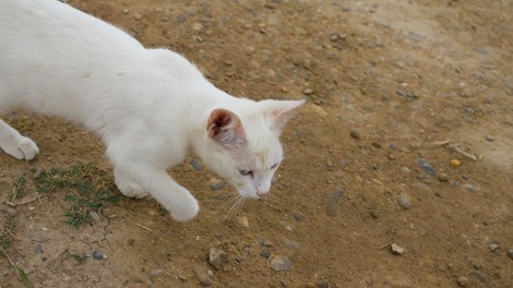 Simbolni pomen bele mačke, ki vam prekriža pot