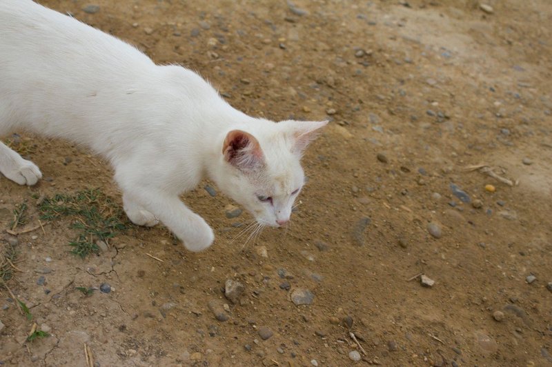 Simbolni pomen bele mačke, ki vam prekriža pot (foto: profimedia)