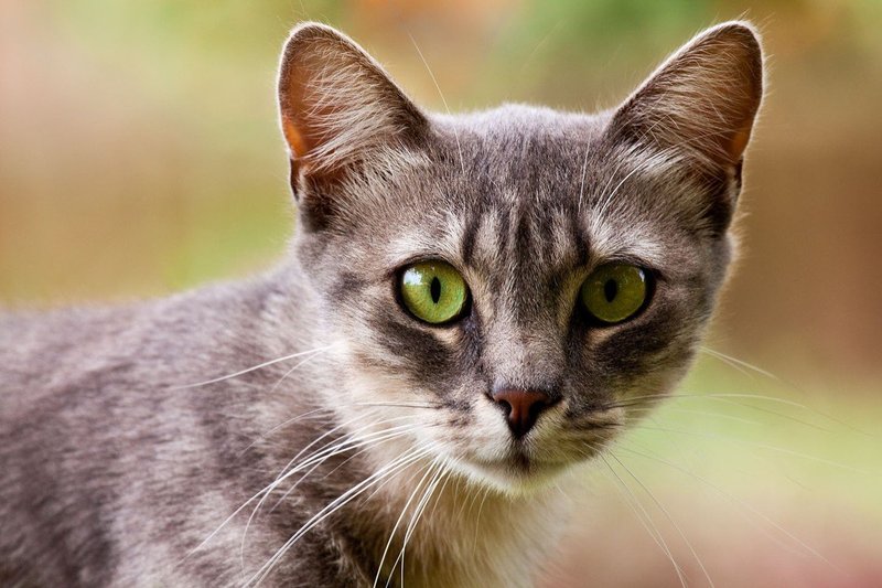 Simbolika mačk: Kaj predstavljajo mačke v spiritualnem svetu?
