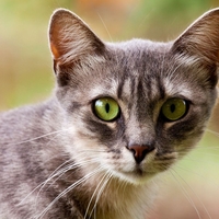 Simbolika mačk: Kaj predstavljajo mačke v spiritualnem svetu?