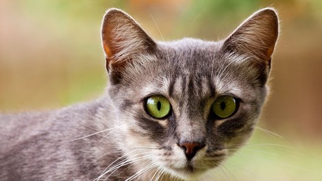 Simbolika mačk: Kaj predstavljajo mačke v spiritualnem svetu?
