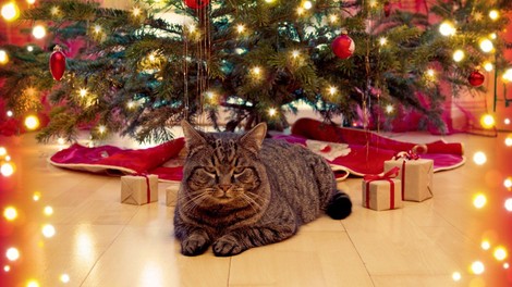Dobra novica za lastnike mačk: Božična drevesca, ki jim mački ne morejo narediti veliko škode