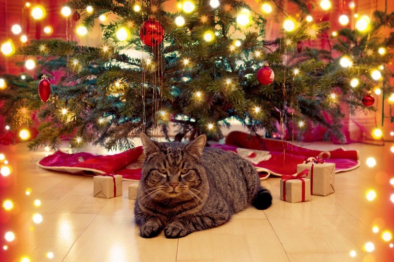 Dobra novica za lastnike mačk: Božična drevesca, ki jim mački ne morejo narediti veliko škode (foto: Profimedia)