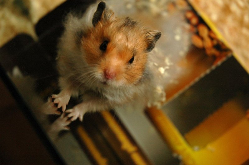 Šok: V adventnem koledarju našla mrtvo miško! (foto: Profimedia)
