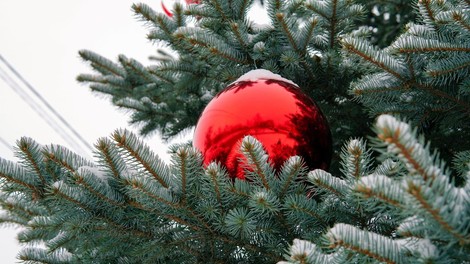 V Celovcu čez noč ukradli več kot 40 božičnih dreves!
