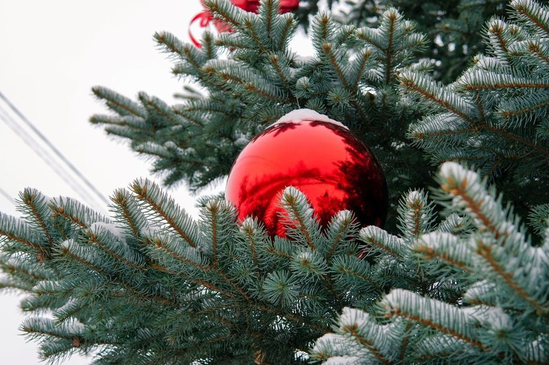 V Celovcu čez noč ukradli več kot 40 božičnih dreves! (foto: profimedia)