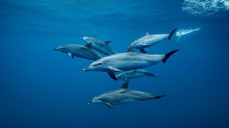 Raziskave pokazale, da delfini poznajo in imajo svoje najboljše prijatelje