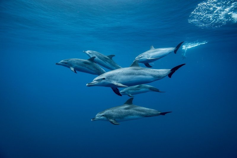 Raziskave pokazale, da delfini poznajo in imajo svoje najboljše prijatelje (foto: profimedia)