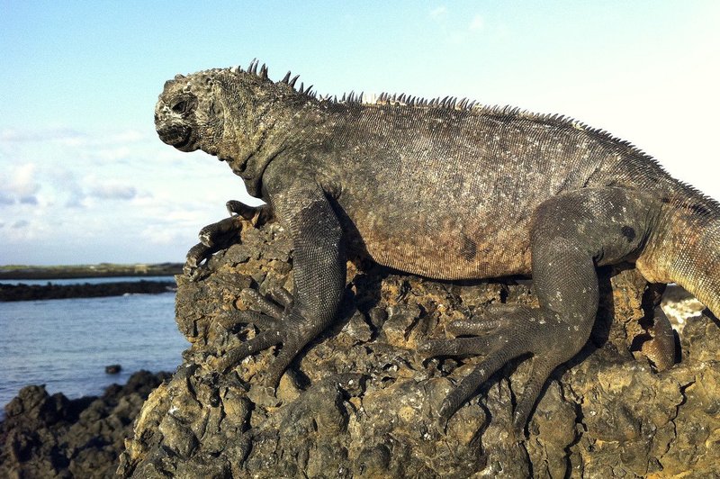 Zaradi varovanja okolja so na Galapaškem otočju prepovedali uporabo pirotehnike (foto: Profimedia)