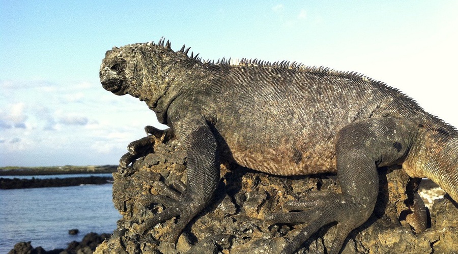 Indonezija: Oblasti vseeno ne bodo zaprle otoka Komodo (foto: Profimedia)