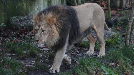 Lev v ameriškem živalskem vrtu pokončal zaposleno