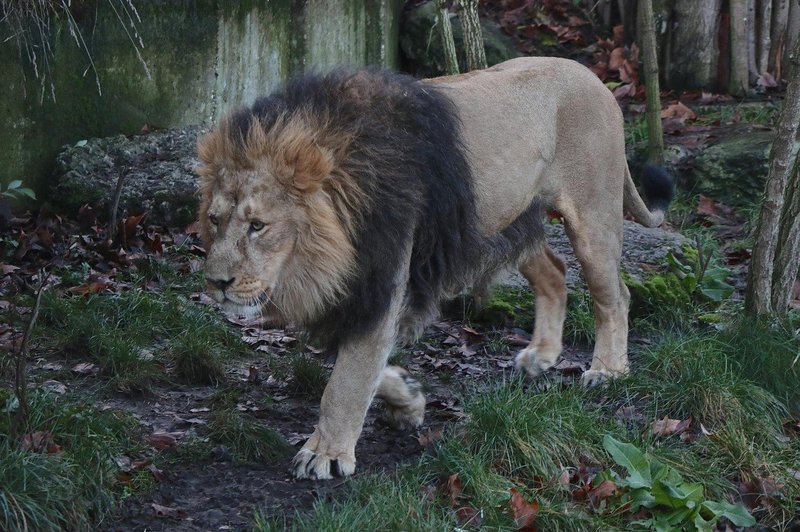 Lev v ameriškem živalskem vrtu pokončal zaposleno (foto: profimedia)