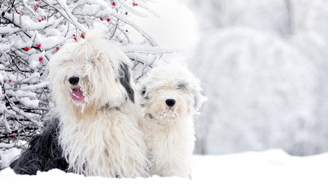 Kako v obdobju zime poskrbeti za pasje ljubljenčke