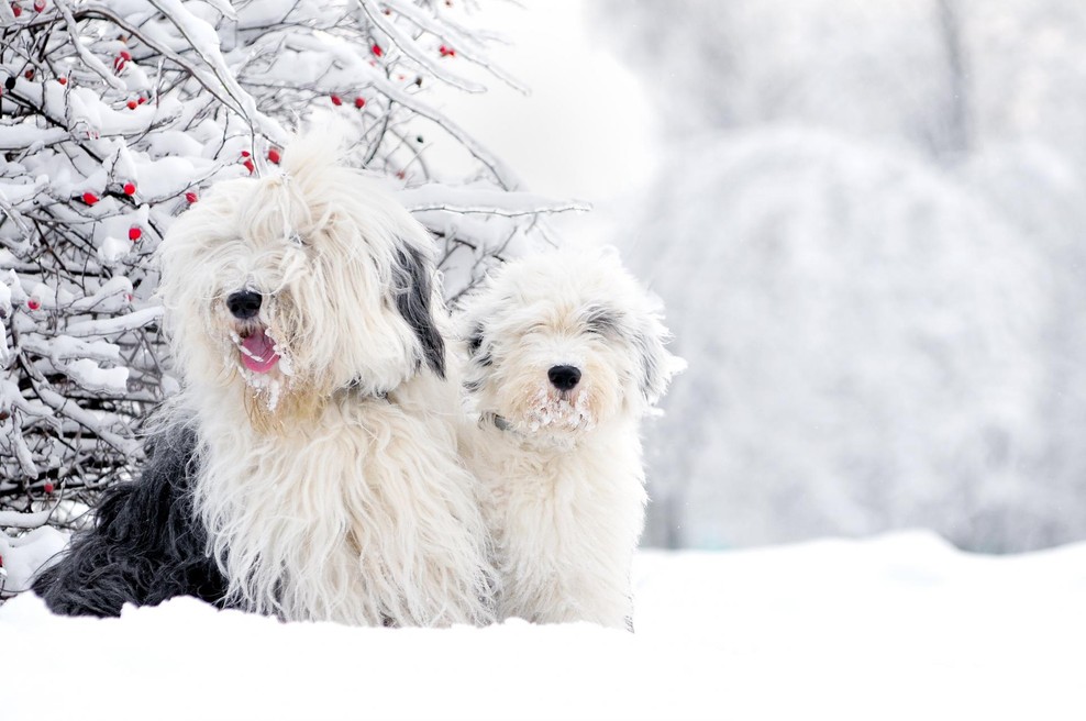 Kako v obdobju zime poskrbeti za pasje ljubljenčke (foto: SHUTTERSTOCK)