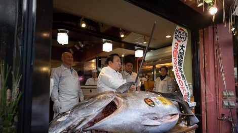 Modroplavutega tuna prodali za rekordnih 2,7 milijona evrov