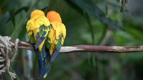 Ptičje samice naj bi pri izbiri samcev bolj cenile inteligenco kot lepoto