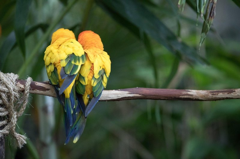 Ptičje samice naj bi pri izbiri samcev bolj cenile inteligenco kot lepoto (foto: profimedia)