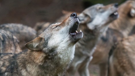 Elli H. Radinger o modrosti volkov: »Volkovi bi bili verjetno boljši ljudje od nas!«