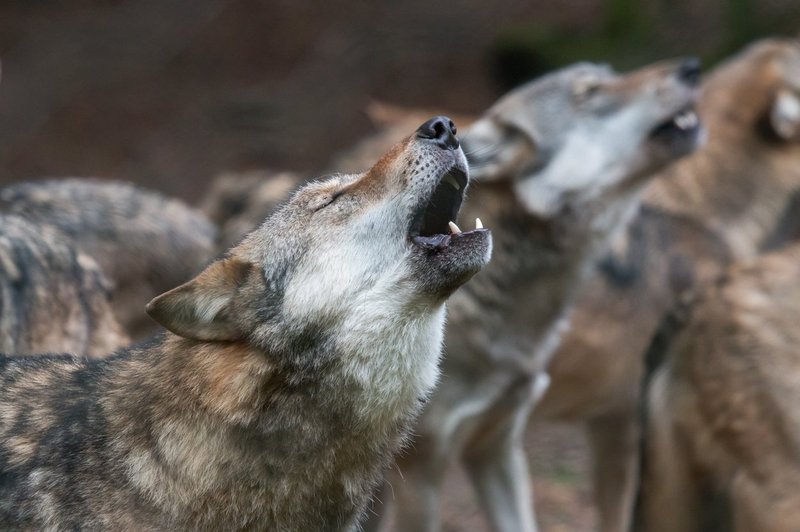 Elli H. Radinger o modrosti volkov: »Volkovi bi bili verjetno boljši ljudje od nas!« (foto: profimedia)