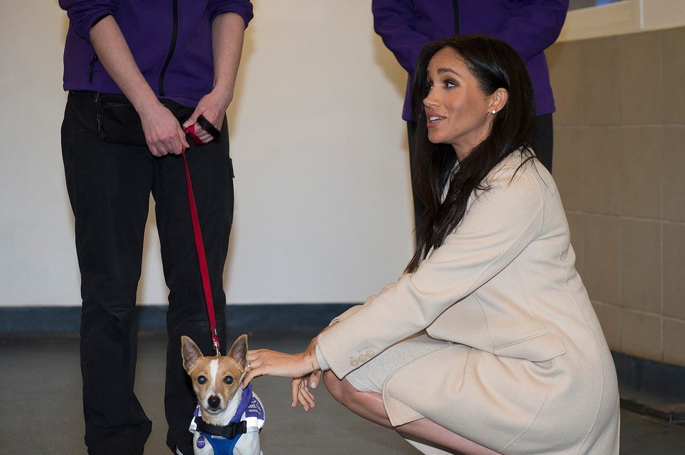 Meghan Markle se je v hipu zaljubila v tega ljubkega kosmatinca (foto: Profimedia)