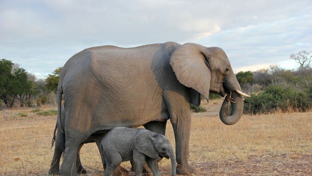 Razlaga sanj: Slon je tudi znamenje potlačenega spomina, ki se skriva v podzavesti! (foto: Profimedia)