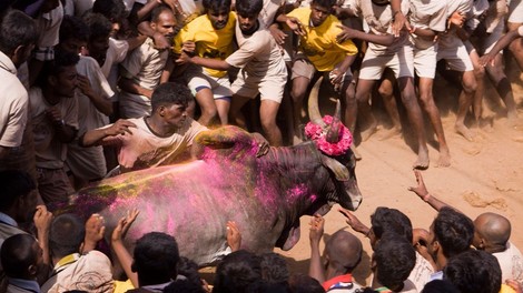 V borbi s 1350 biki v Indiji dva mrtva in 41 ranjenih