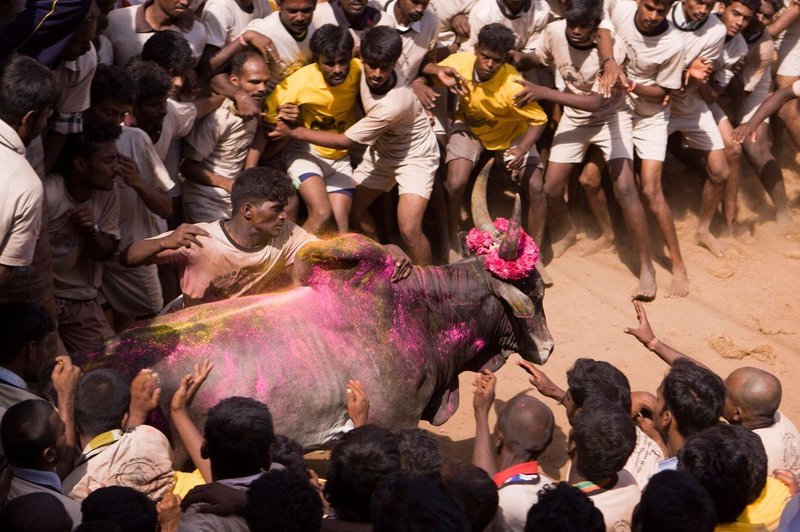 V borbi s 1350 biki v Indiji dva mrtva in 41 ranjenih (foto: profimedia)