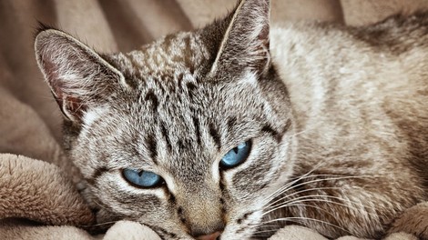 Razlaga sanj: Mačka ima vrsto pomenov, odvisnih od vašega odnosa do živali!