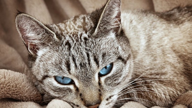 Razlaga sanj: Mačka ima vrsto pomenov, odvisnih od vašega odnosa do živali! (foto: profimedia)