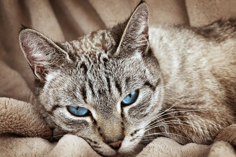 Razlaga sanj: Mačka ima vrsto pomenov, odvisnih od vašega odnosa do živali! (foto: profimedia)