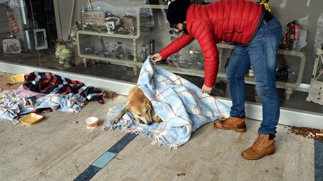 Turški zobozdravnik v mrzlem Istanbulu zavija potepuške pse in mačke v odeje