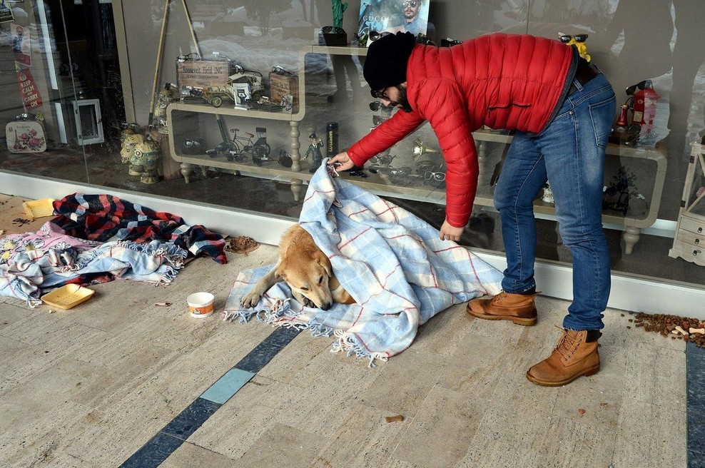 Turški zobozdravnik v mrzlem Istanbulu zavija potepuške pse in mačke v odeje (foto: profimedia)