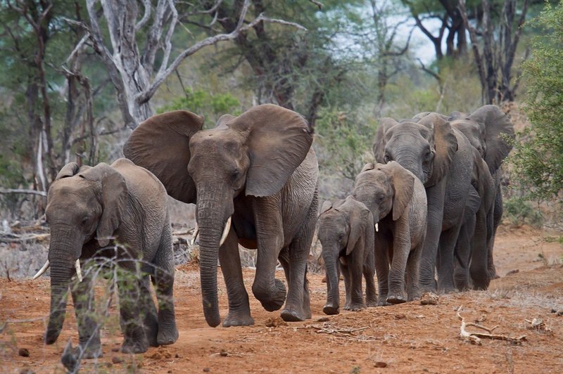 Razlaga sanj: Slon je znamenje ponosa, moči in dostojanstva! (foto: profimedia)