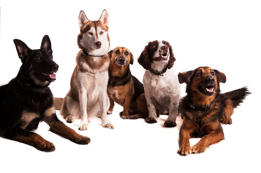 Inteligentnosti psa ne moremo oceniti zgolj po velikosti možganov (foto: profimedia)