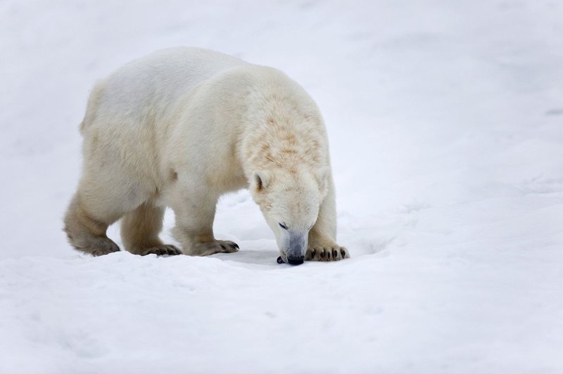Izredne razmere zaradi invazije severnih medvedov v arhipelagu Nova zemlja (foto: profimedia)